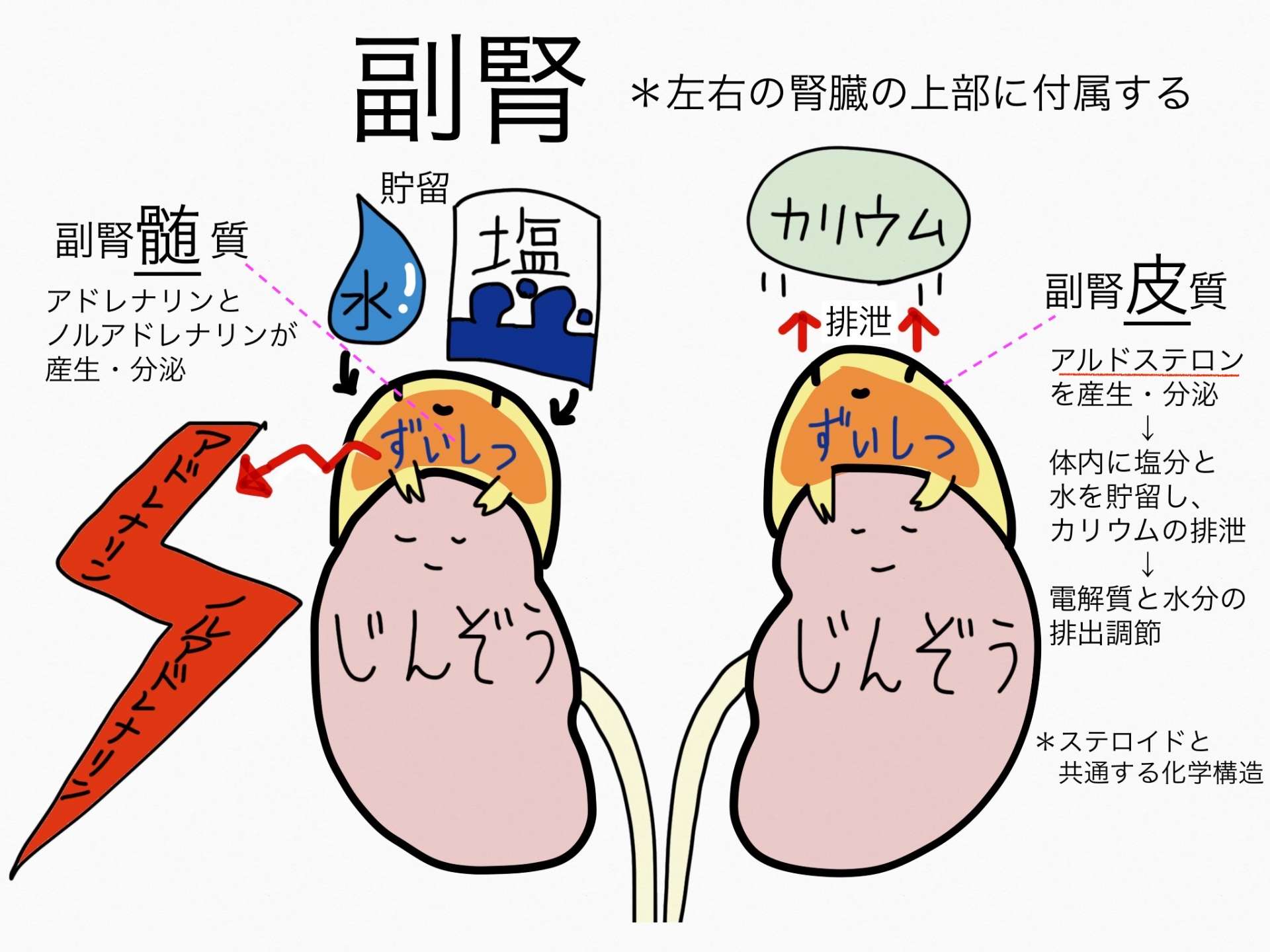 埼玉県の越谷市にある水素サロンセルくれんず|生命維持に必要不可欠な臓器である副腎